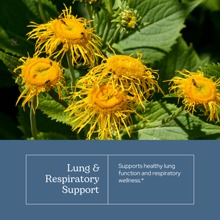 Lung & Respiratory Support Extract
