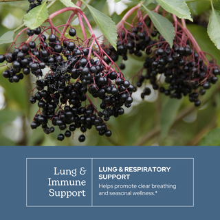 Bottle of Lung and Immune Support Extract with elderberry, lomatium, licorice, yarrow, and lemon balm for respiratory health
