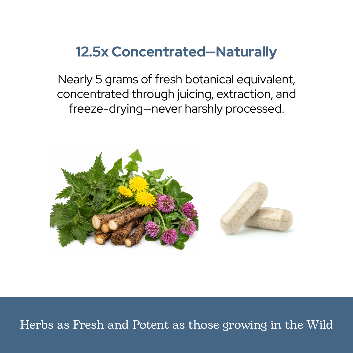 Blood Cleanse Capsules for Natural Detox & Lymph Support