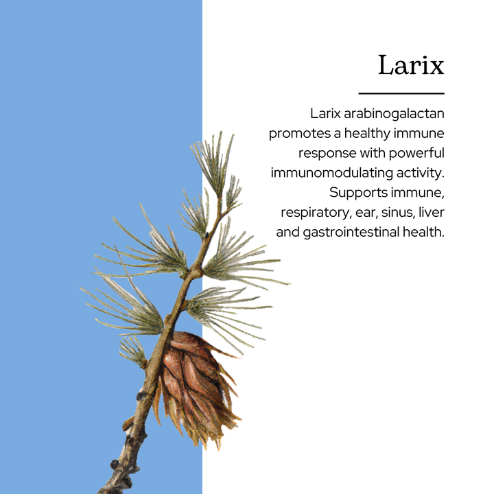 Larix