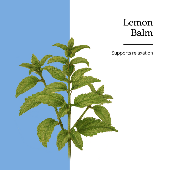 Lemon Balm Extract