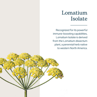 Lomatium