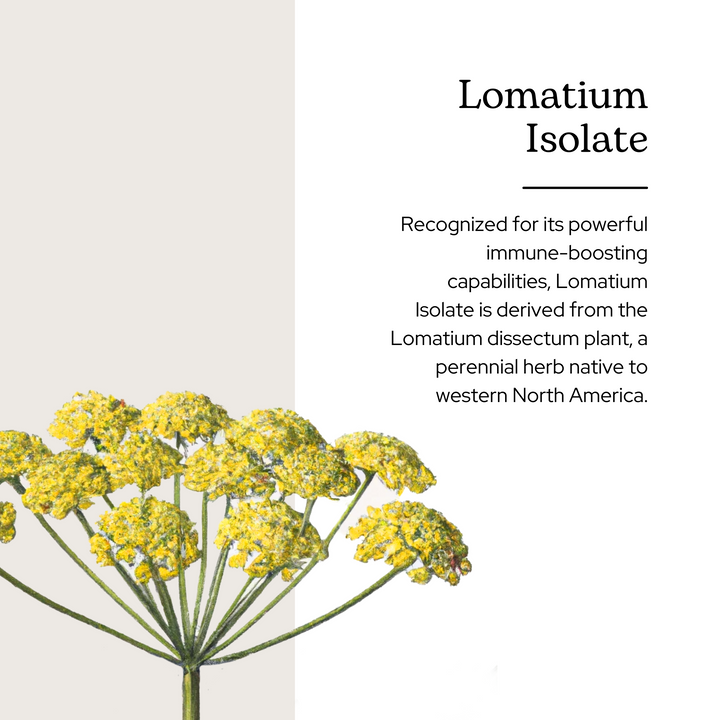 Lomatium Isolate Extract