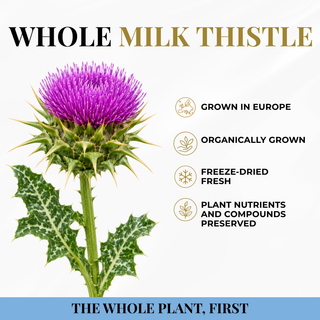 Milk Thistle Capsules
