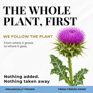 Milk Thistle Capsules