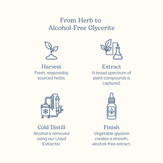 Bottle of Milk Thistle glycerite for liver support with organic ingredients and vegan formula