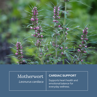 Bottle of organic motherwort extract highlighting heart and emotional wellness benefits