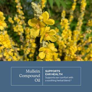 Bottle of Mullein Compound Oil with wildcrafted herbs and olive oil for ear comfort and soothing support