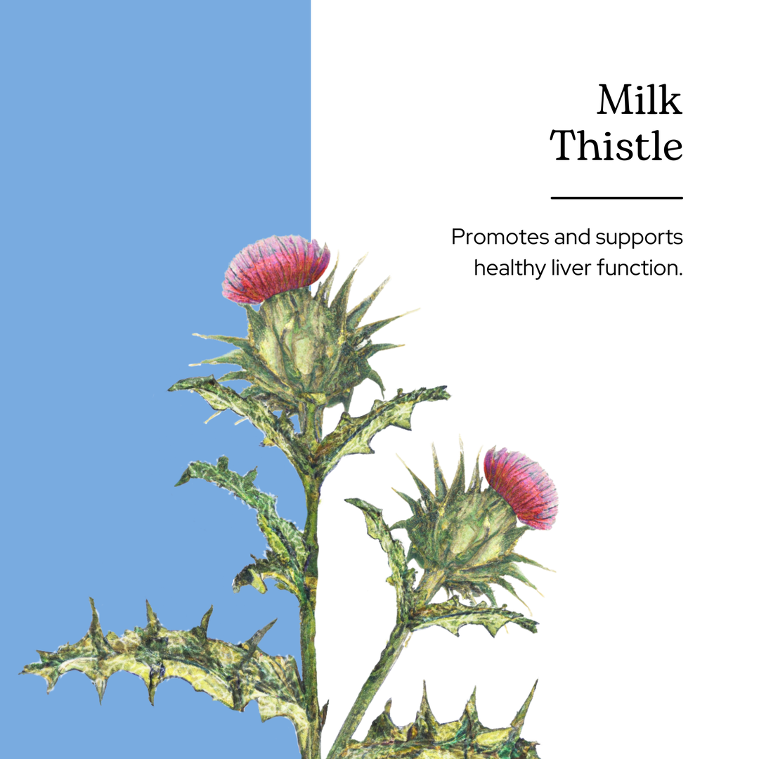 Milk Thistle, it's also known as Silybum marianum or Mary thistle. It is used to promote and support healthy liver function.