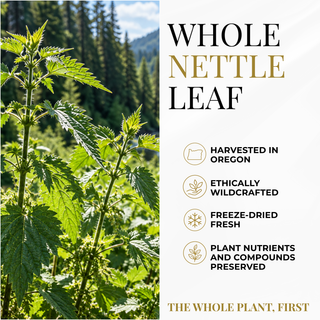 Nettle Leaf Capsules