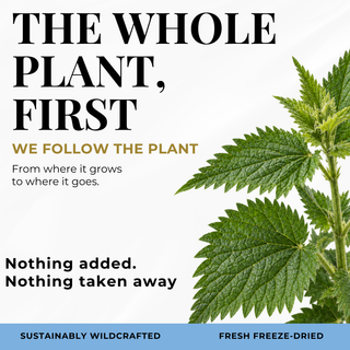 Nettle Leaf Capsules