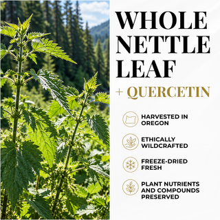 Nettle Quercetin Capsules
