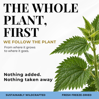 Nettle Quercetin Capsules