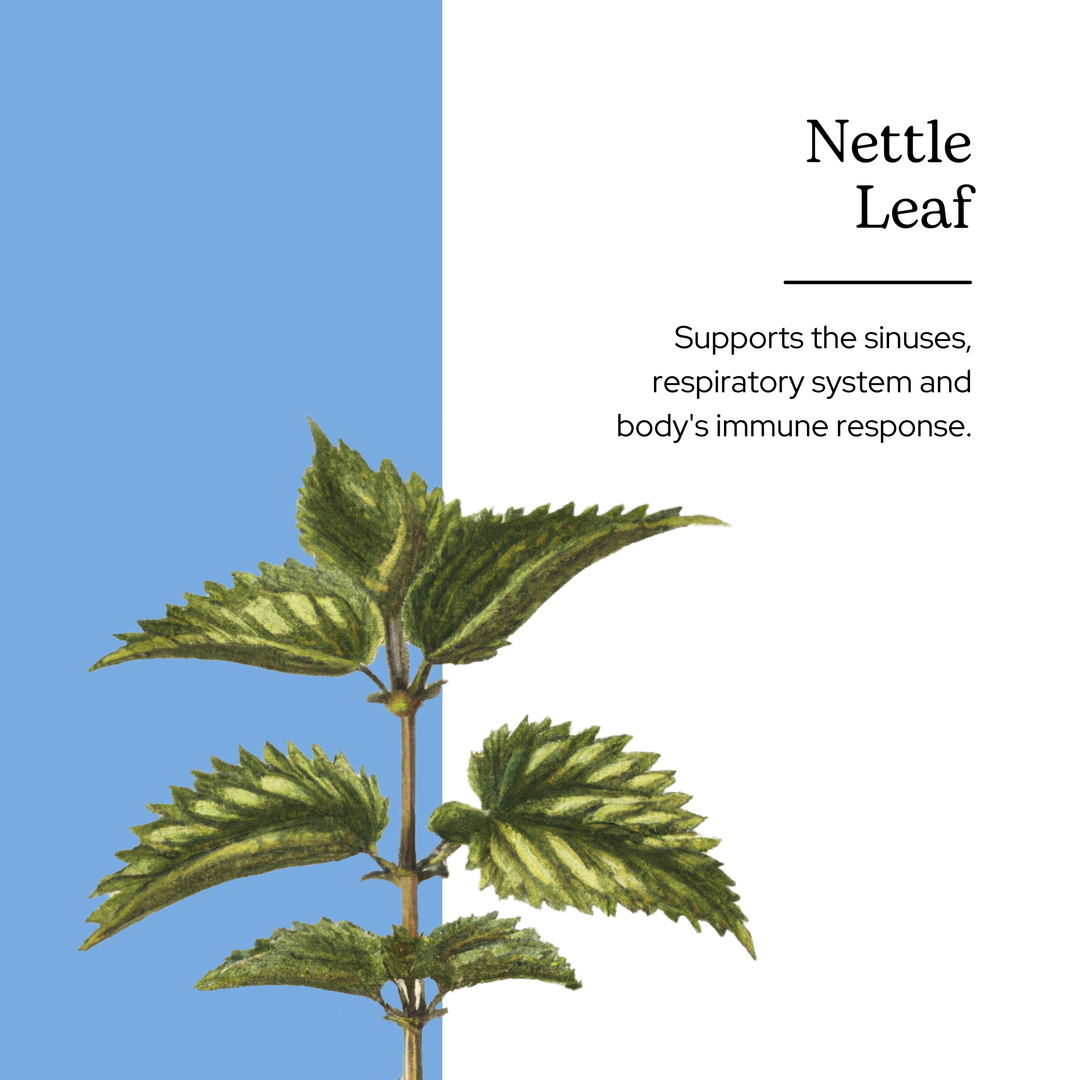 This is a banner image about Nettle Leaf. It supports the sinuses, respiratory system and body's immune response. 