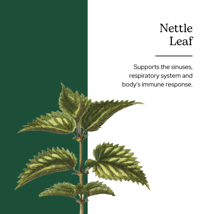 Nettle Leaf Powder