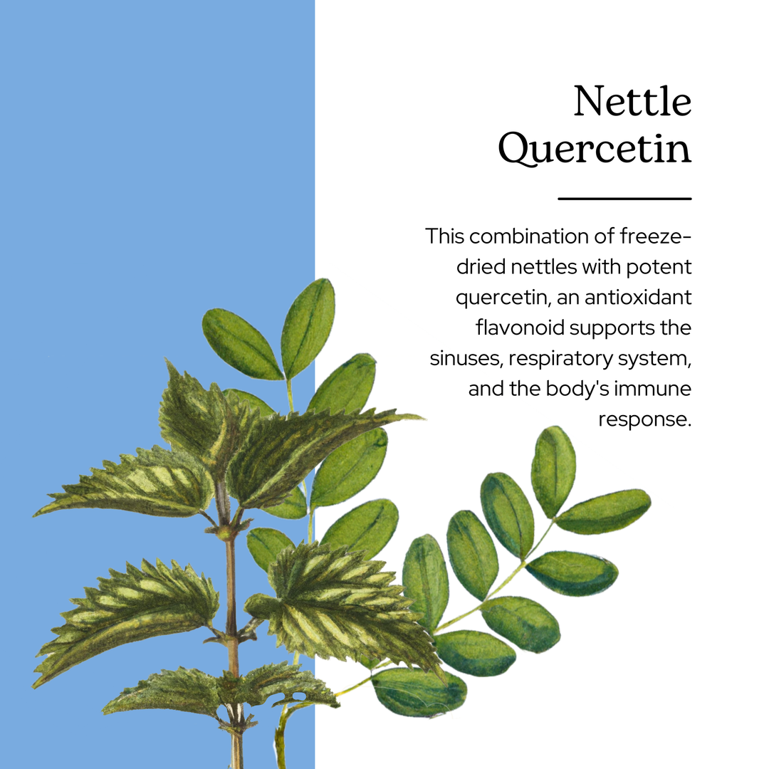 Image is about Nettle Quercetin. This combination of freeze-dried nettles with potent quercetin, an antioxidant flavonoid supports the sinuses, respiratory system, and the body's immune response. 