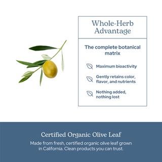 Bottle of organic Olive Leaf capsules highlighting immune support and cardiovascular benefits