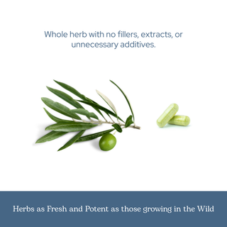 Bottle of organic olive leaf capsules highlighting immune, antioxidant, and cardiovascular support