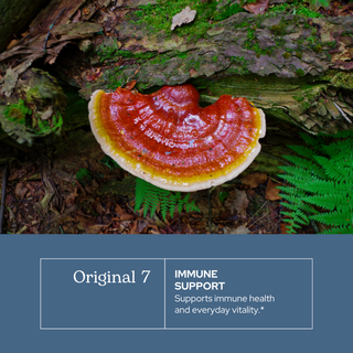 Original 7 Mushroom Extract