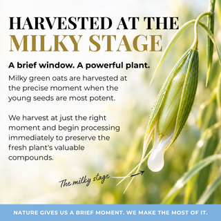 Promotional graphic for 'Harvested at the Milky Stage' featuring a close-up of a green oat grain with a clear droplet on a blurred green and white background, accompanied by descriptive text about harvesting fresh oats.