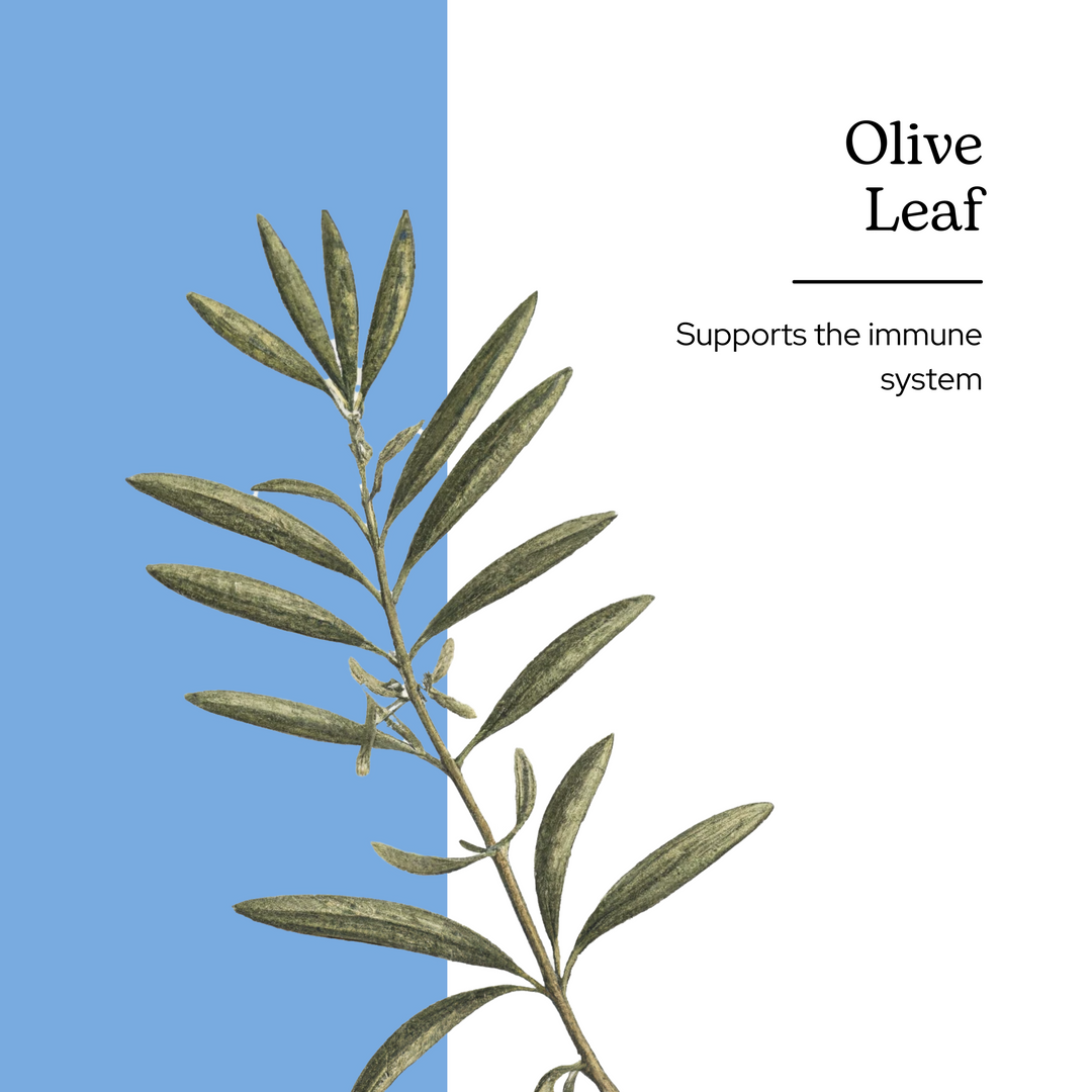 Olive Leaf Capsules