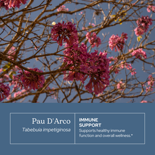 Pau d'Arco Extract