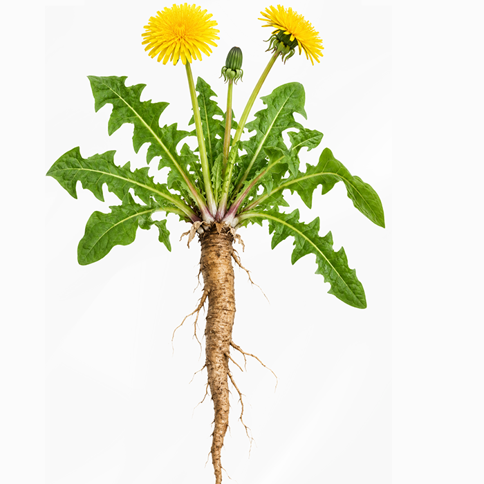 Fresh Eclectic Herb Dandelion Root