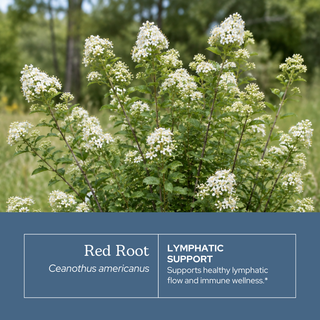 Red Root Extract