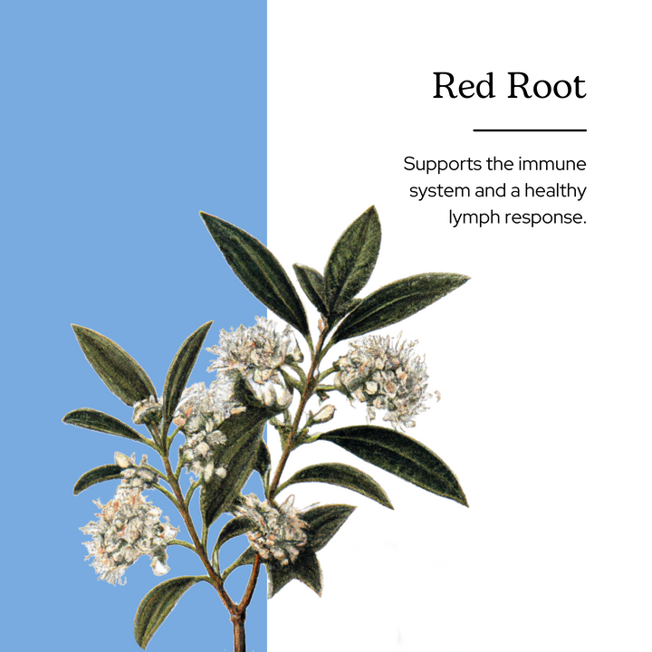 Red Root Extract