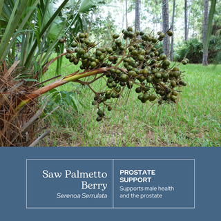 Saw Palmetto Capsules
