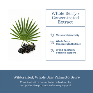 Saw Palmetto capsules for prostate and urinary support with whole berry and concentrated extract, non-GMO and gluten-free formula