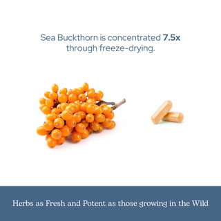 Sea Buckthorn Capsules