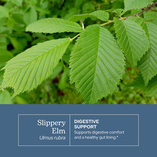 Slippery Elm Extract