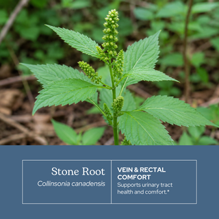 Bottle of Stone Root extract supplement supporting vascular and vein health with organic ingredients