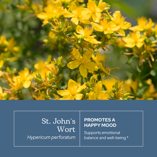 Bottle of St. John's Wort extract with organic ingredients for mood and nervous system support