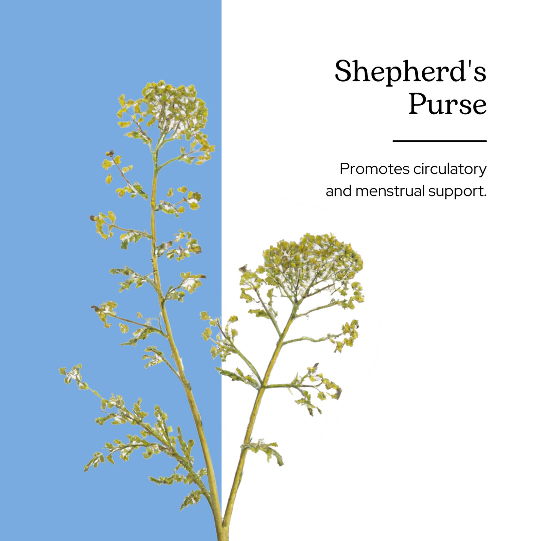 Shepherd's Purse Extract