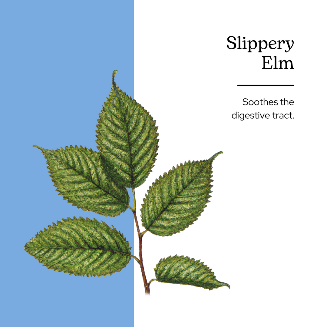 Slippery Elm Extract