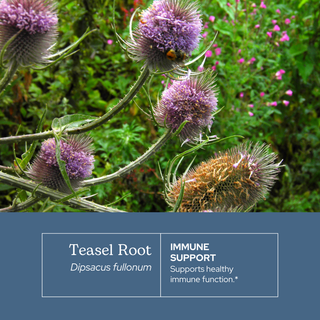 Teasel Root Extract