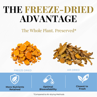 Eclectic Herb Freeze-dried Turmeric vs. air-dried Turmeric. The freeze-Dried advantage, the whole plant preserved, more nutrients retained, optimal bioavailability, and closest to fresh