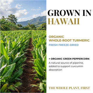 Promotional graphic for a whole-root turmeric product, featuring a photo of a lush green turmeric field on the left and text on the right that reads 'GROWN IN HAWAII', 'ORGANIC WHOLE-ROOT TURMERIC', 'FRESH FREEZE-DRIED', and '+ ORGANIC GREEN PEPPERCORN'.