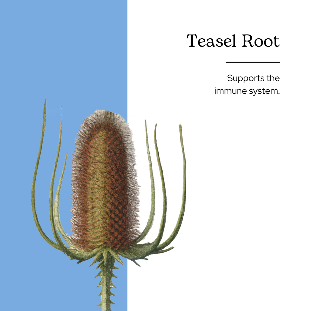 Teasel Root Extract