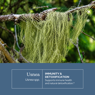 Usnea Extract