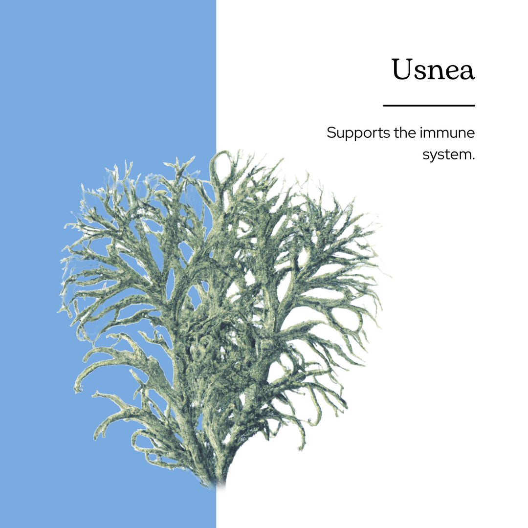 Usnea Extract