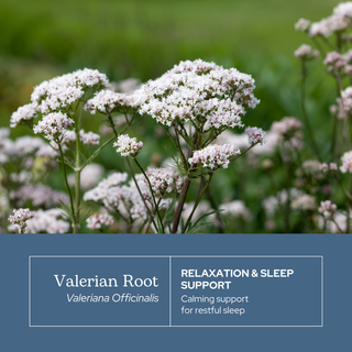 Valerian Capsules