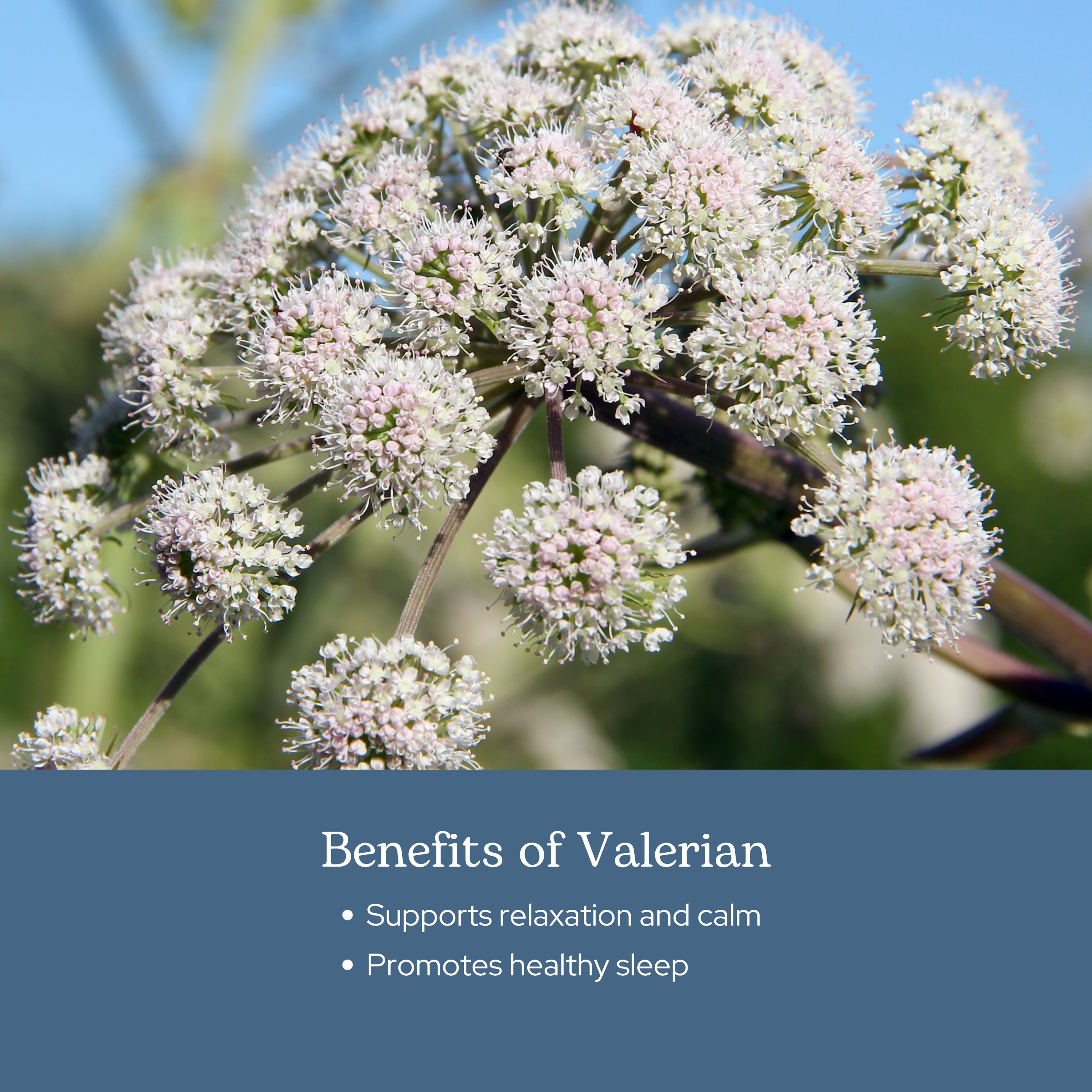 Valerian Capsules for Relaxation, Calm & Healthy Sleep Support