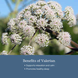 Valerian Capsules