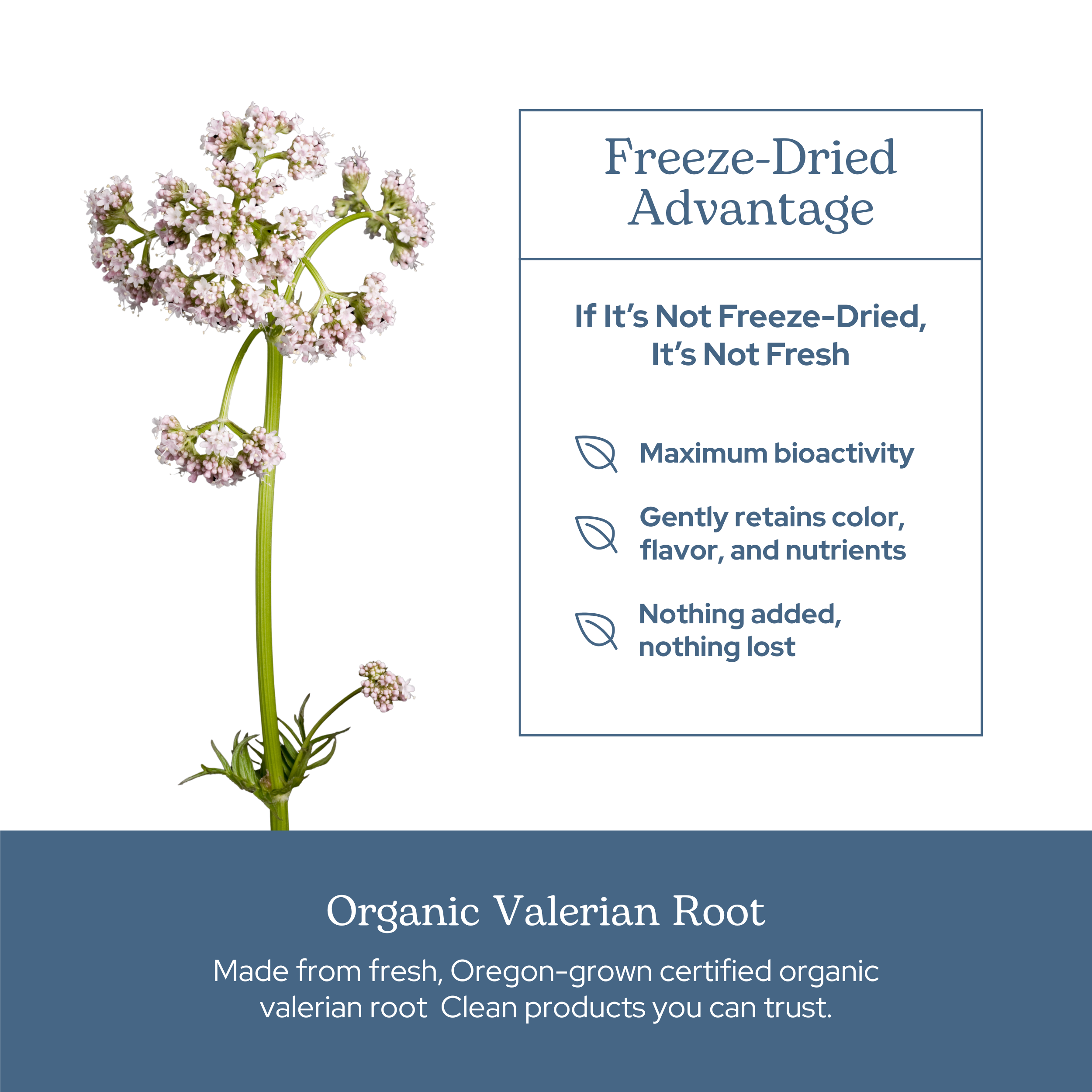 Valerian Capsules - Support Relaxation & Sleep - 90 Capsules Valerian Capsules - Support Relaxation & Sleep - 90 Capsules