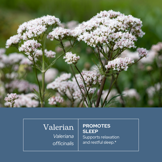 Valerian Extract