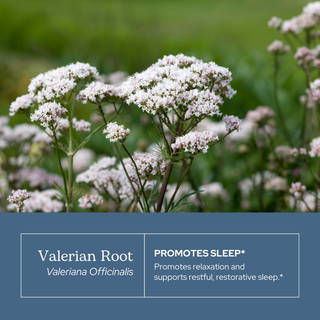 Bottle of Valerian Glycerite for restful sleep and relaxation support, featuring organic valerian root extract