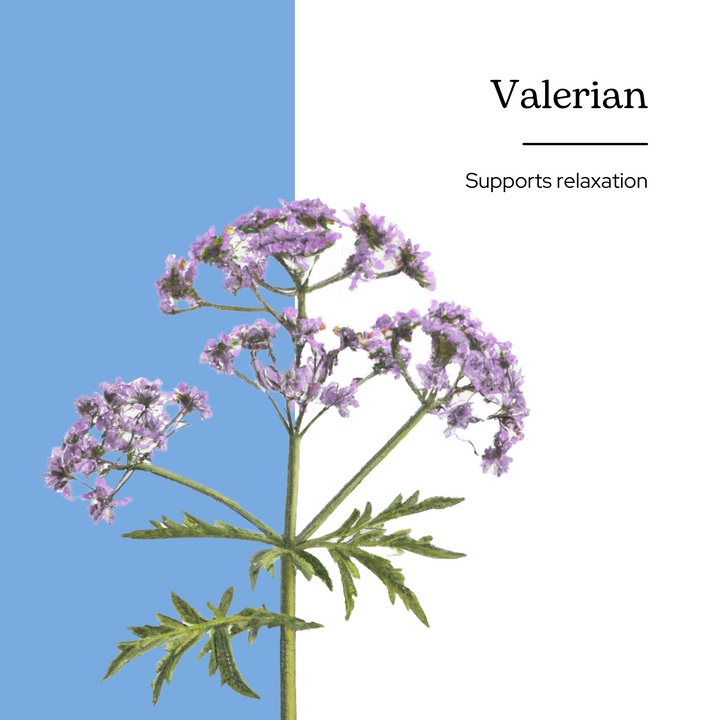 Valerian Extract